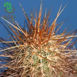 بذر کاکتوس اچینوسرئوس فندلری بویس تامپسونی (ECHINOCEREUS boyce-thompsonii)