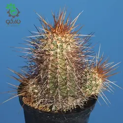 بذر کاکتوس اچینوسرئوس فندلری بویس تامپسونی (ECHINOCEREUS boyce-thompsonii)