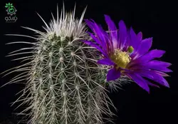 بذر کاکتوس اچینوسرئوس فندلری بویس تامپسونی (ECHINOCEREUS boyce-thompsonii)