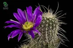 بذر کاکتوس اچینوسرئوس فندلری بویس تامپسونی (ECHINOCEREUS boyce-thompsonii)