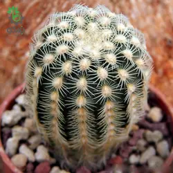 بذر کاکتوس اچینوسرئوس کارمننسیس لاکوئستا (ECHINOCEREUS carmenensis La Cuesta)