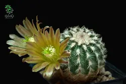 بذر کاکتوس اچینوسرئوس کارمننسیس لاکوئستا (ECHINOCEREUS carmenensis La Cuesta)