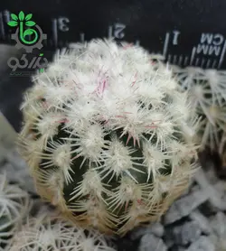 بذر کاکتوس اچینوسرئوس کارمننسیس لاکوئستا (ECHINOCEREUS carmenensis La Cuesta)
