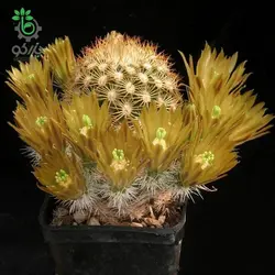 بذر کاکتوس اچینوسرئوس کارمننسیس لاکوئستا (ECHINOCEREUS carmenensis La Cuesta)