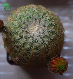 بذر کاکتوس اچینوسرئوس کارمننسیس لاکوئستا (ECHINOCEREUS carmenensis La Cuesta)
