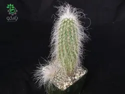 بذر کاکتوس اچینوسرئوس دلائتی (ECHINOCEREUS delaetii)