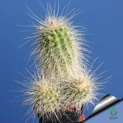 بذر کاکتوس اچینوسرئوس دلائتی (ECHINOCEREUS delaetii)