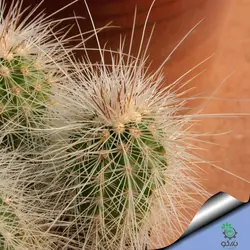 بذر کاکتوس اچینوسرئوس دلائتی (ECHINOCEREUS delaetii)