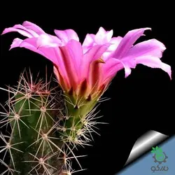 بذر کاکتوس اچینوسرئوس سینراسنس  (Echinocereus cinerascens)