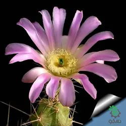 بذر کاکتوس اچینوسرئوس سینراسنس  (Echinocereus cinerascens)
