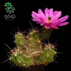 بذر کاکتوس اچینوسرئوس سینراسنس  (Echinocereus cinerascens)