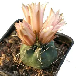 بذر کاکتوس اچینوسرئوس نیپلیانوس واریته کروگری  (ECHINOCEREUS knippelianus – v kruegeri)