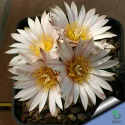 بذر کاکتوس اچینوسرئوس نیپلیانوس واریته کروگری  (ECHINOCEREUS knippelianus – v kruegeri)