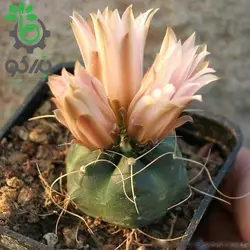 بذر کاکتوس اچینوسرئوس نیپلیانوس واریته کروگری  (ECHINOCEREUS knippelianus – v kruegeri)