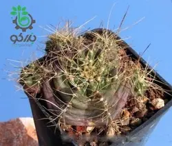 بذر کاکتوس اچینوسرئوس نیپلیانوس واریته کروگری  (ECHINOCEREUS knippelianus – v kruegeri)