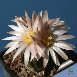 بذر کاکتوس اچینوسرئوس نیپلیانوس واریته کروگری  (ECHINOCEREUS knippelianus – v kruegeri)