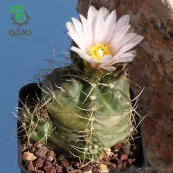 بذر کاکتوس اچینوسرئوس نیپلیانوس واریته کروگری  (ECHINOCEREUS knippelianus – v kruegeri)