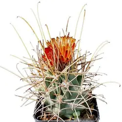 بذر کاکتوس گلاندولیکاکتوس آنکیناتوس رایتی (GLANDULICACTUS uncinatus wrightii)