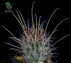 بذر کاکتوس گلاندولیکاکتوس آنکیناتوس رایتی (GLANDULICACTUS uncinatus wrightii)