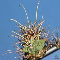 بذر کاکتوس گلاندولیکاکتوس آنکیناتوس رایتی (GLANDULICACTUS uncinatus wrightii)