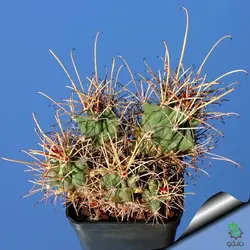 بذر کاکتوس گلاندولیکاکتوس آنکیناتوس رایتی (GLANDULICACTUS uncinatus wrightii)