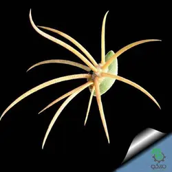 بذر کاکتوس گلاندولیکاکتوس آنکیناتوس رایتی (GLANDULICACTUS uncinatus wrightii)