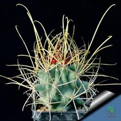 بذر کاکتوس گلاندولیکاکتوس آنکیناتوس رایتی (GLANDULICACTUS uncinatus wrightii)