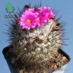 بذر کاکتوس ژمینو کاکتوس ویرکی واریته نگلکتیوس (GYMNOCACTUS viereckii HK37710K – v neglectus Lau 115910K)