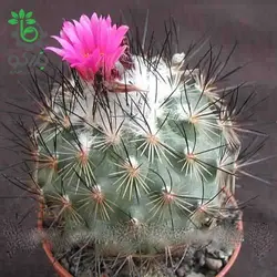 بذر کاکتوس ژمینو کاکتوس ویرکی واریته نگلکتیوس (GYMNOCACTUS viereckii HK37710K – v neglectus Lau 115910K)