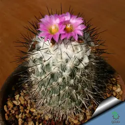 بذر کاکتوس ژمینو کاکتوس ویرکی واریته نگلکتیوس (GYMNOCACTUS viereckii HK37710K – v neglectus Lau 115910K)