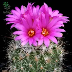 بذر کاکتوس ژمینو کاکتوس ویرکی واریته نگلکتیوس (GYMNOCACTUS viereckii HK37710K – v neglectus Lau 115910K)