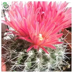 بذر کاکتوس هوریدوکاستوس ایلاپلنسیس  (Horridocactus illapelensis)