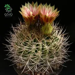 بذر کاکتوس هوریدوکاستوس ایلاپلنسیس  (Horridocactus illapelensis)