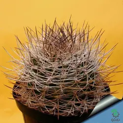 بذر کاکتوس هوریدوکاستوس ایلاپلنسیس  (Horridocactus illapelensis)