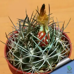 بذر کاکتوس هوریدوکاستوس ایلاپلنسیس  (Horridocactus illapelensis)