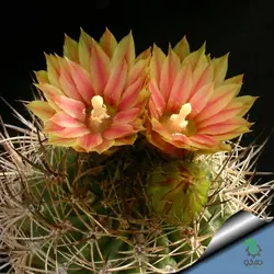 بذر کاکتوس هوریدوکاستوس ایلاپلنسیس  (Horridocactus illapelensis)