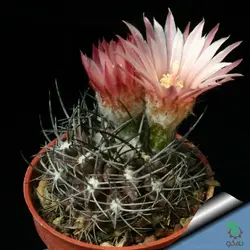 بذر کاکتوس هوریدوکاستوس ایلاپلنسیس  (Horridocactus illapelensis)