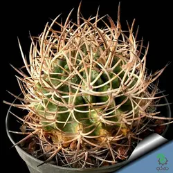 بذر کاکتوس هوریدوکاستوس ایلاپلنسیس  (Horridocactus illapelensis)