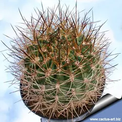 بذر کاکتوس هوریدوکاستوس ایلاپلنسیس  (Horridocactus illapelensis)