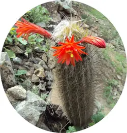 بذر کاکتوس لوگزانتوسرئوس هافماننی سنیلیودس (LOXANTHOCEREUS hoffmannii seniliodes)