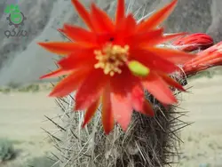 بذر کاکتوس لوگزانتوسرئوس هافماننی سنیلیودس (LOXANTHOCEREUS hoffmannii seniliodes)