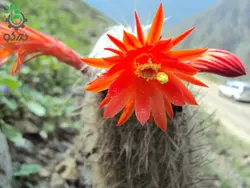 بذر کاکتوس لوگزانتوسرئوس هافماننی سنیلیودس (LOXANTHOCEREUS hoffmannii seniliodes)