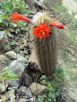 بذر کاکتوس لوگزانتوسرئوس هافماننی سنیلیودس (LOXANTHOCEREUS hoffmannii seniliodes)