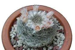بذر کاکتوس مامیلاریا آرروینسیس (MAMMILLARIA arroyensis Rep 1054)