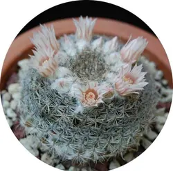 بذر کاکتوس مامیلاریا آرروینسیس (MAMMILLARIA arroyensis Rep 1054)