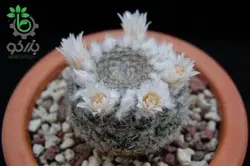بذر کاکتوس مامیلاریا آرروینسیس (MAMMILLARIA arroyensis Rep 1054)