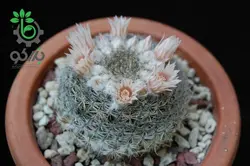 بذر کاکتوس مامیلاریا آرروینسیس (MAMMILLARIA arroyensis Rep 1054)