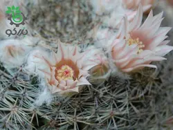 بذر کاکتوس مامیلاریا آرروینسیس (MAMMILLARIA arroyensis Rep 1054)