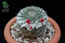 بذر کاکتوس مامیلاریا آرروینسیس (MAMMILLARIA arroyensis Rep 1054)