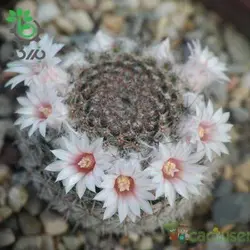 بذر کاکتوس مامیلاریا آرروینسیس (MAMMILLARIA arroyensis Rep 1054)